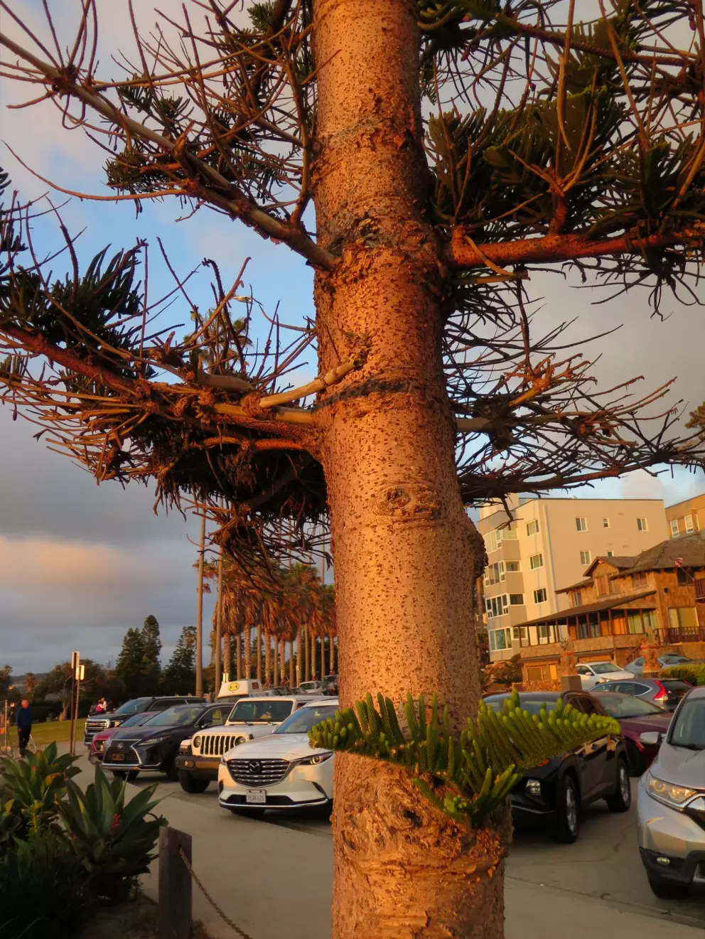 Norfolk pine at sunset. 