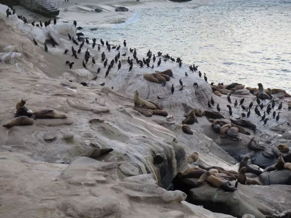 Seals and birds as the night arrives. 