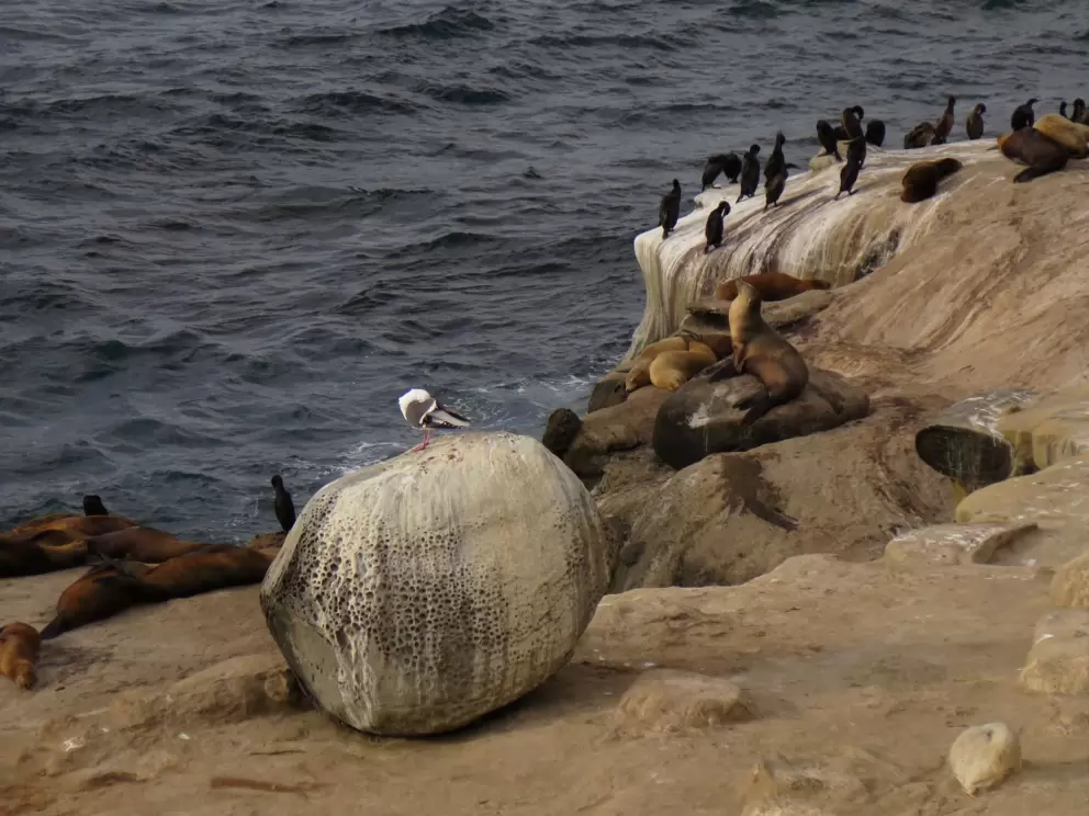 Bird poop rock!