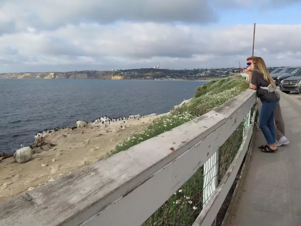 A couple watch the cormorants. 