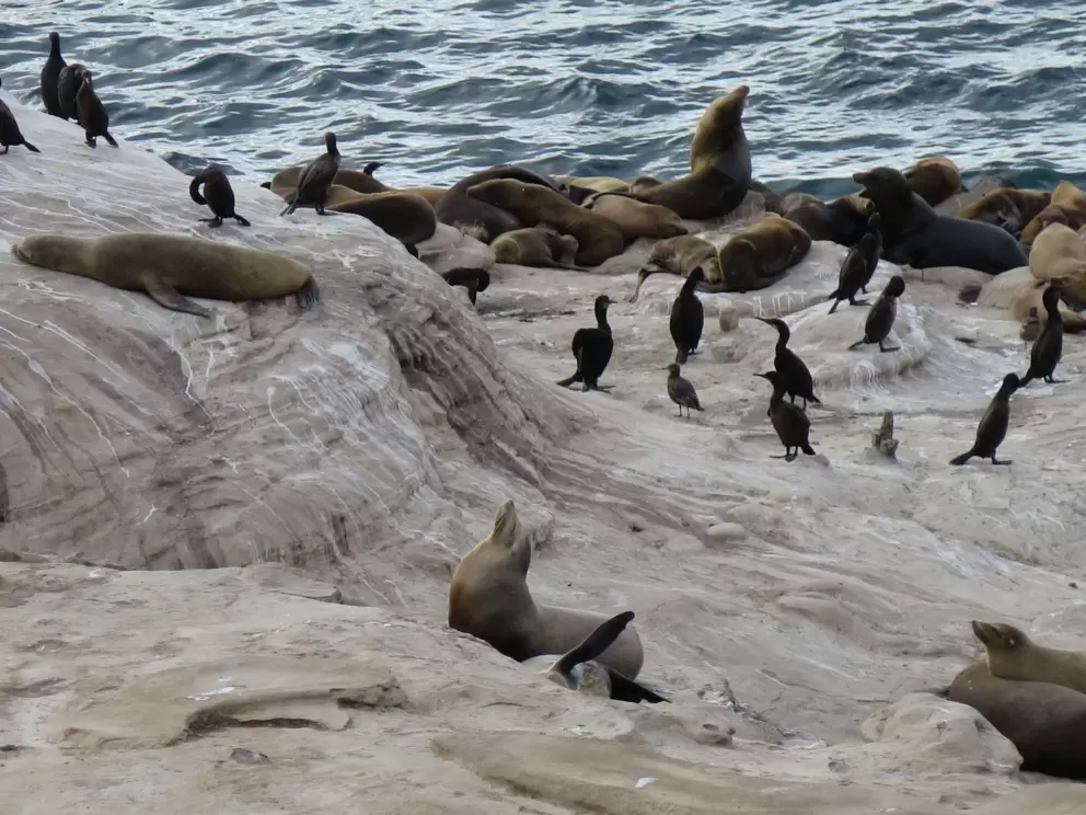Seals and cormorants. 