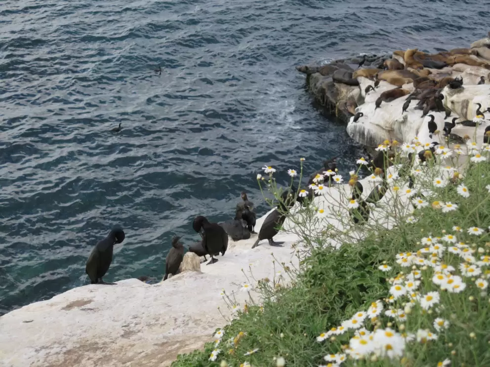 Cormorants, seals, and daisies. 