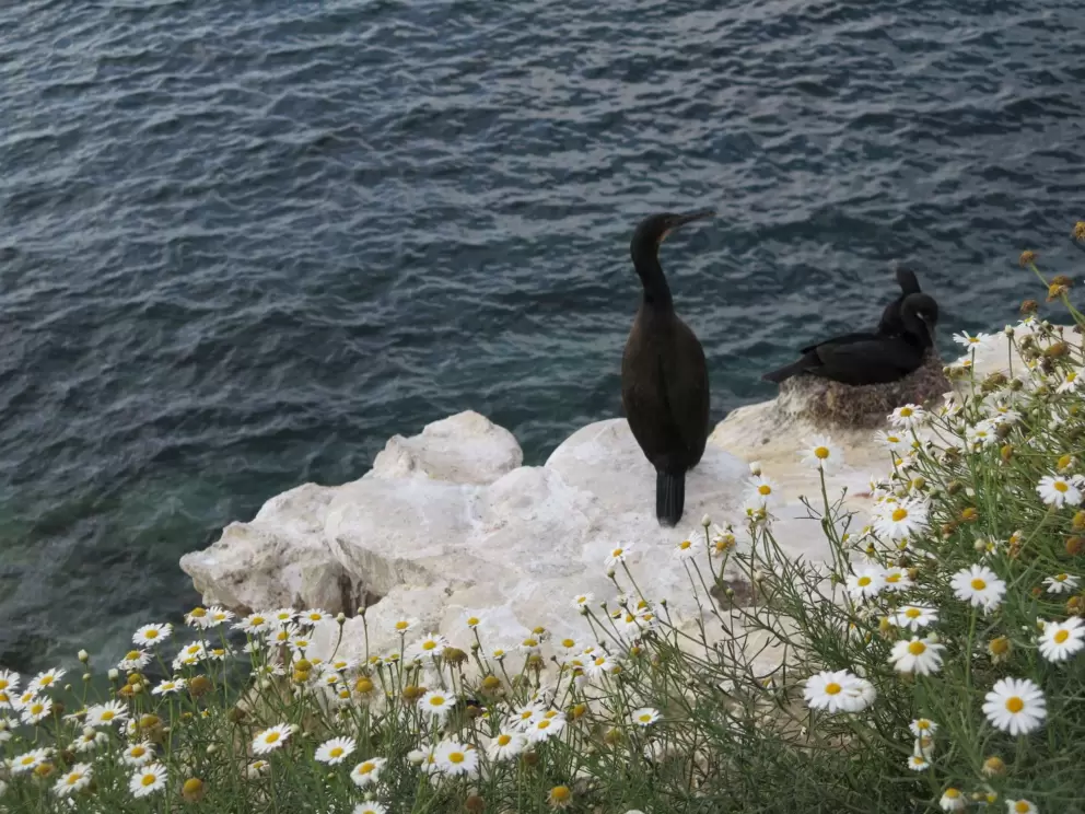 Daisies and cormorants perched on the cliff. 