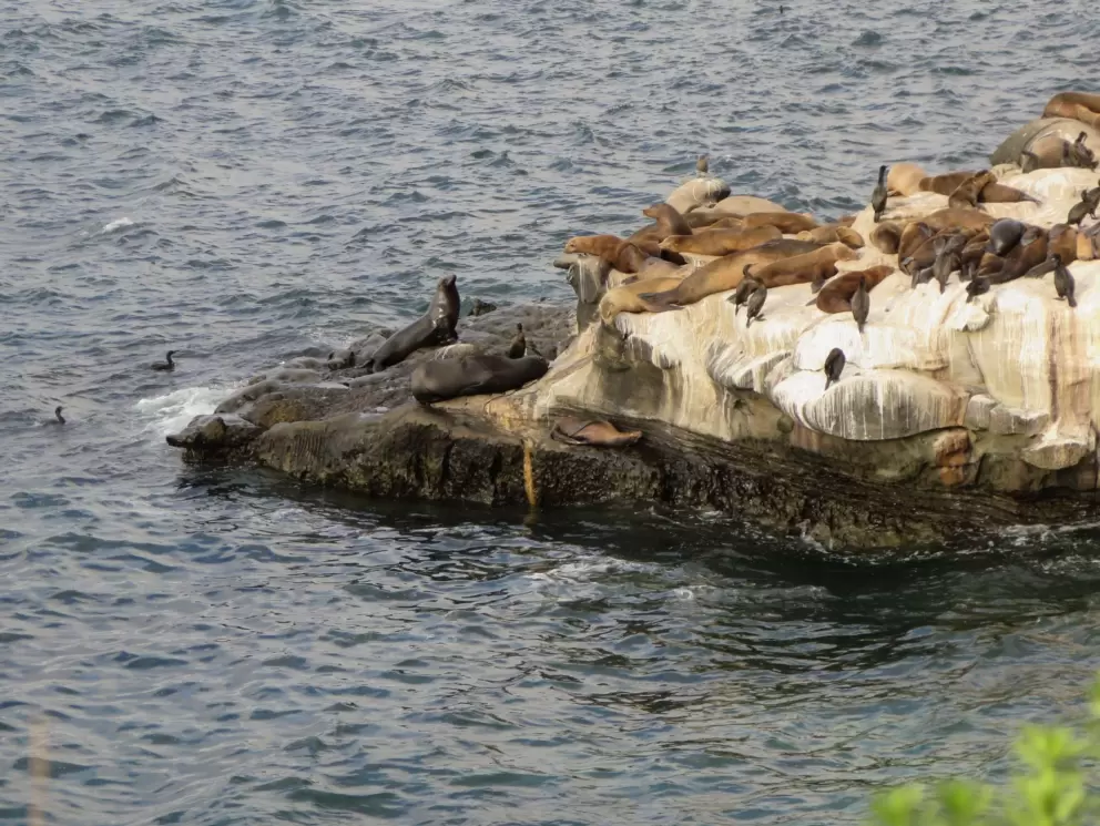 Seals lounging on the rocks. 