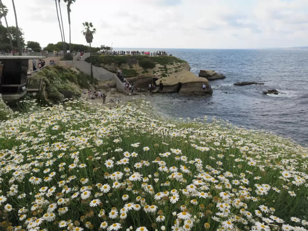 Daisies and sea arch. 