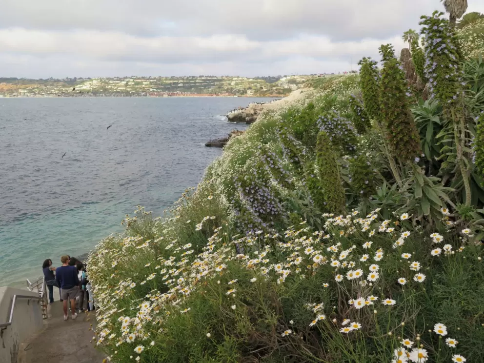 Pretty flowers at the stairs, and the coastline in the distance. 