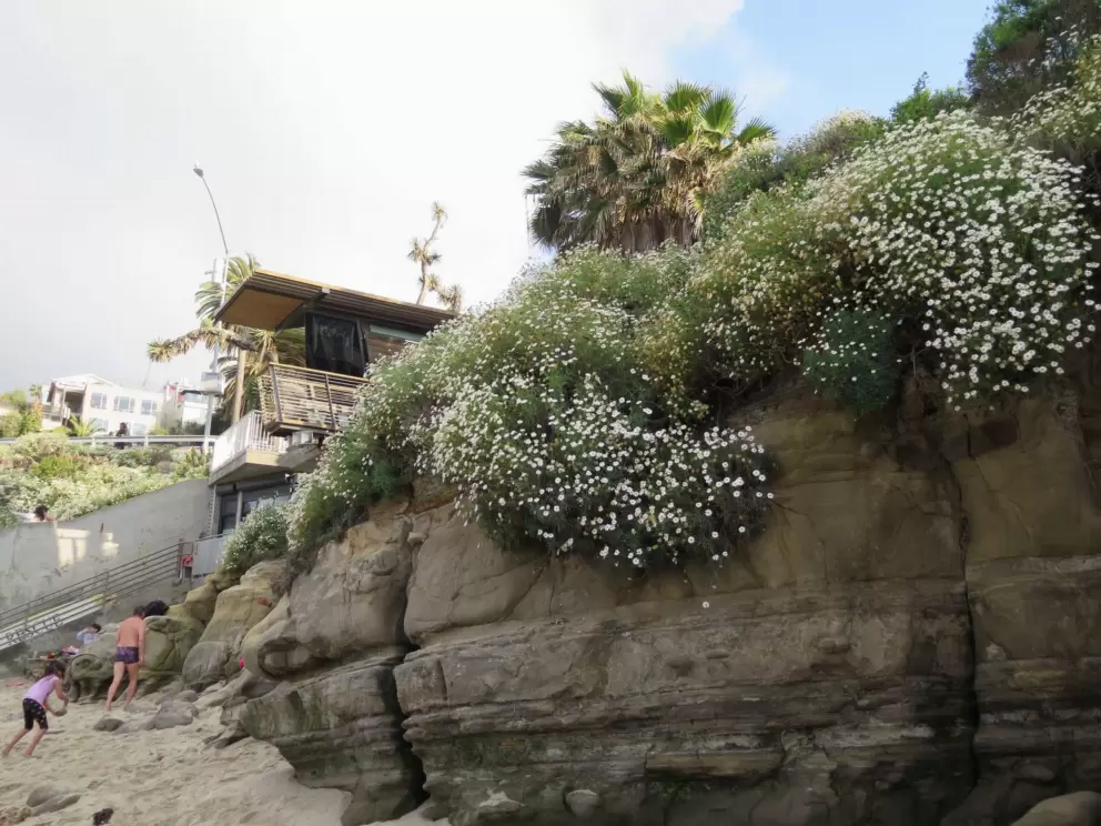 Flowers on the rocks. 