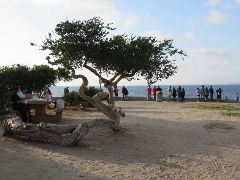 Twisty tree and sunset watchers behind. 