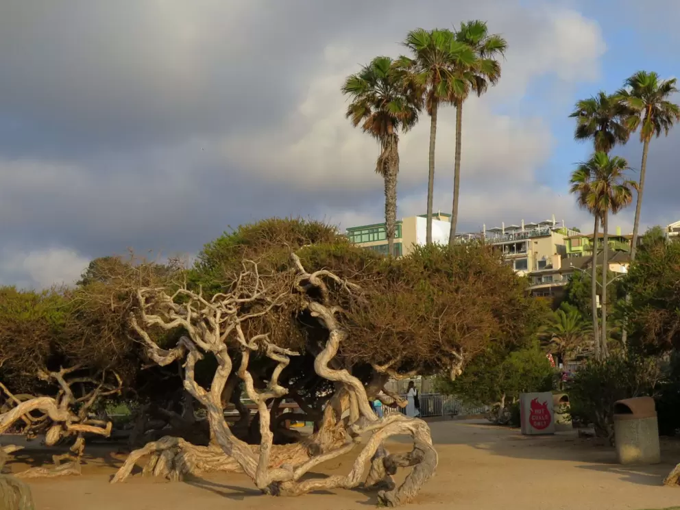 Gnarled tree and palm trees, in the golden light of sunset. 