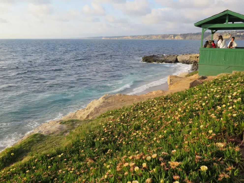 Yellow ice plant and green gazebo. 