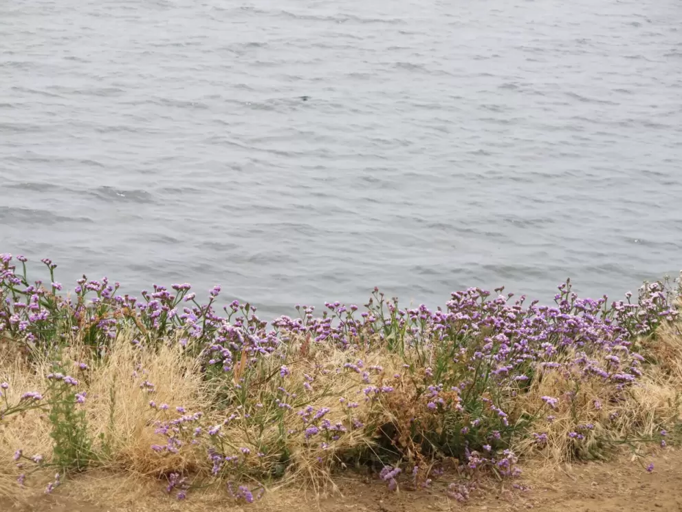Flowers above the sea at Calumet Park. 