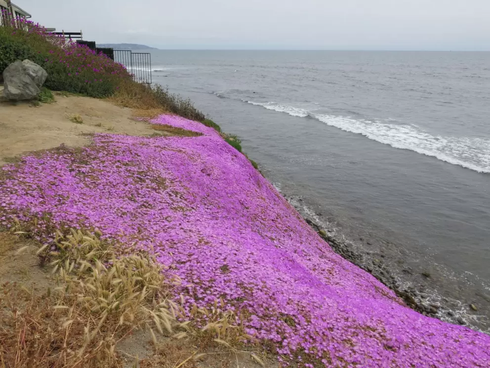 Ice plant on the cliffs. 