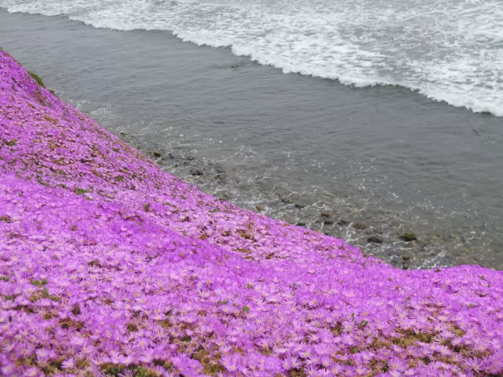 Ice plant and sea. 