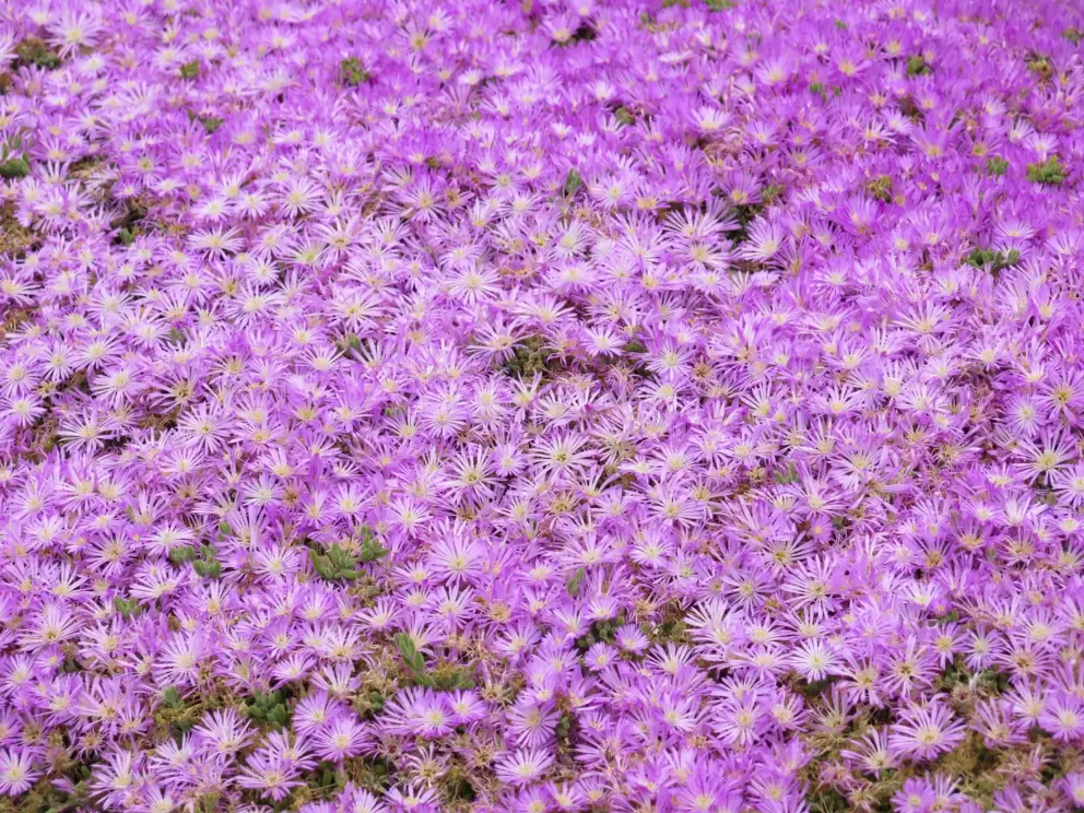 Ice plant brightens up the park in May. 