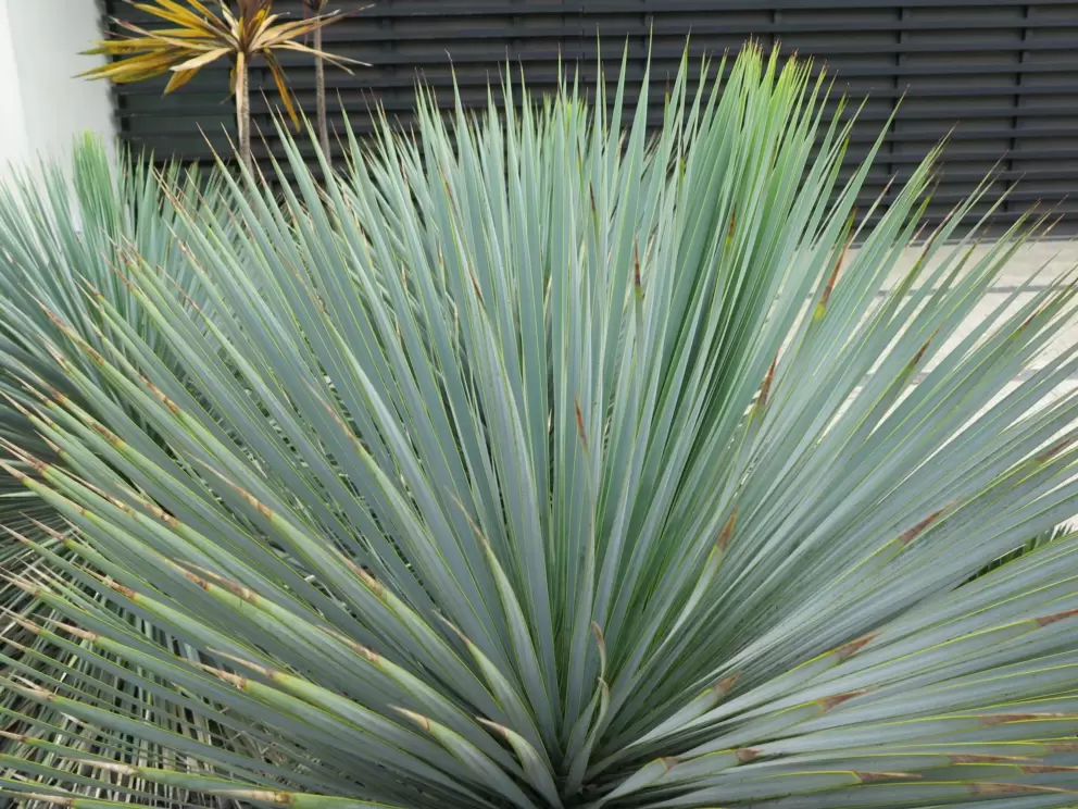 Cactus with silvery hues. 