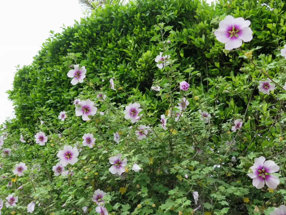 I love these flowers!