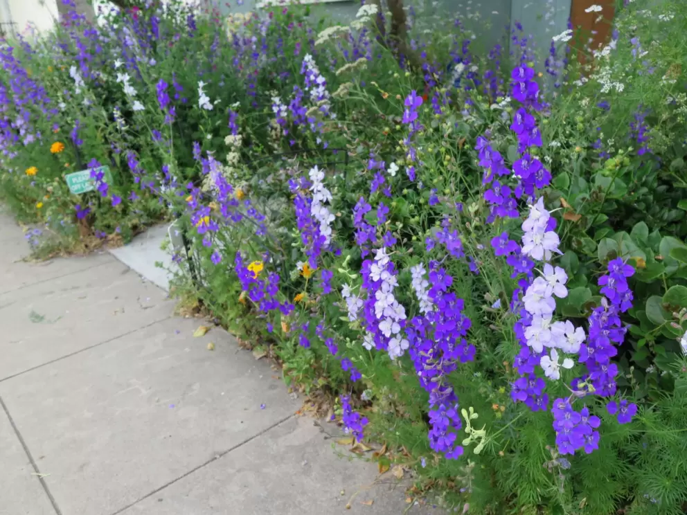 Sweet peas. 