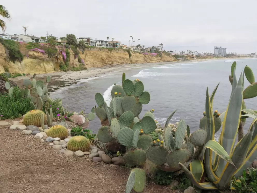 Cactus and cliffs in the distance at Pacific Beach Point. 