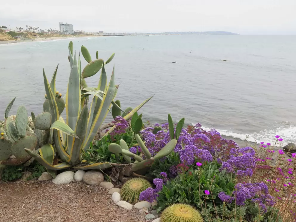 Barrel cactus and purple flowers on the cliff. 