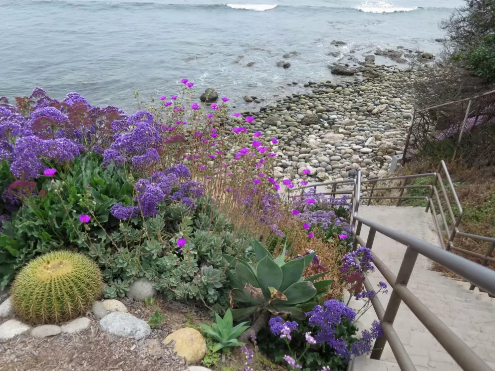 Barrel cactus and purple flowers beside the stairs down to the beach.