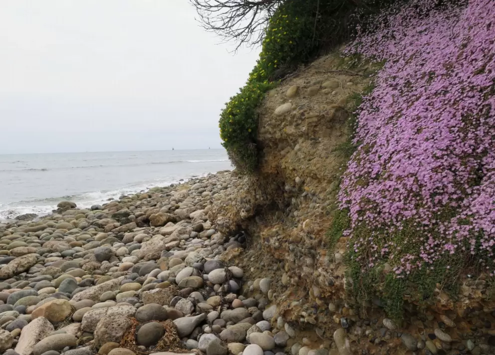 Ice plant and giant pebbles. 