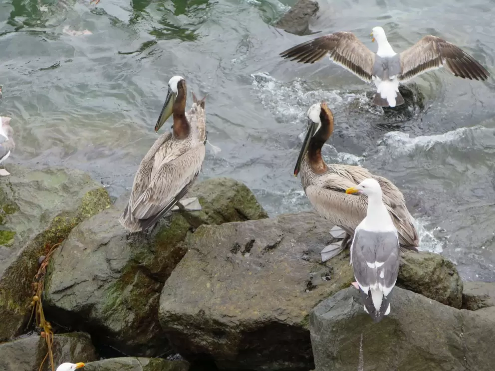 Pelicans at Bird Rock Vista Point. 