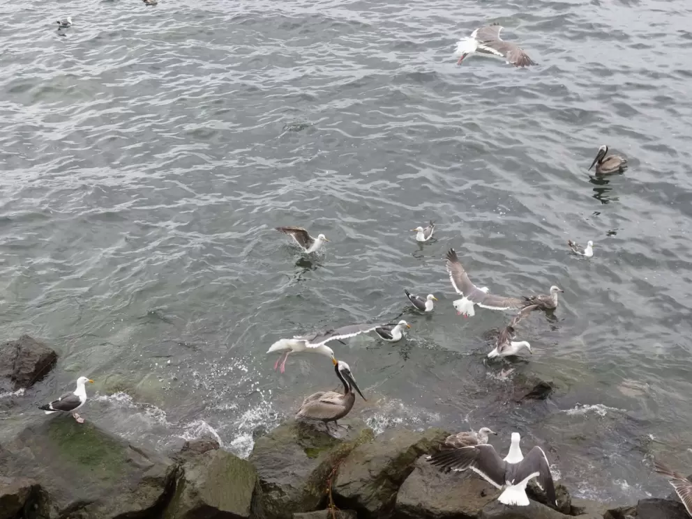 Pelicans and birds going wild at Bird Rock Vista Point. 