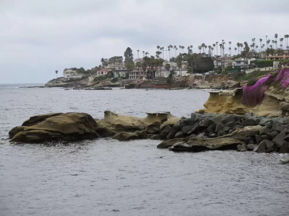 Ice plant on the rocks, as seen from Bird Rock Vista Point. 