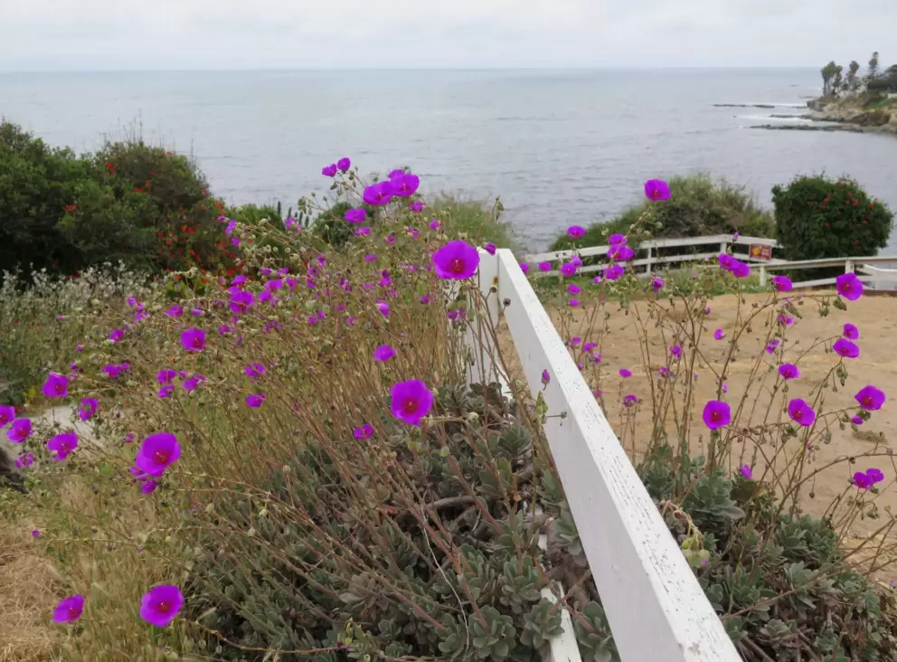 Purple flowers at La Jolla Hermosa Park. 