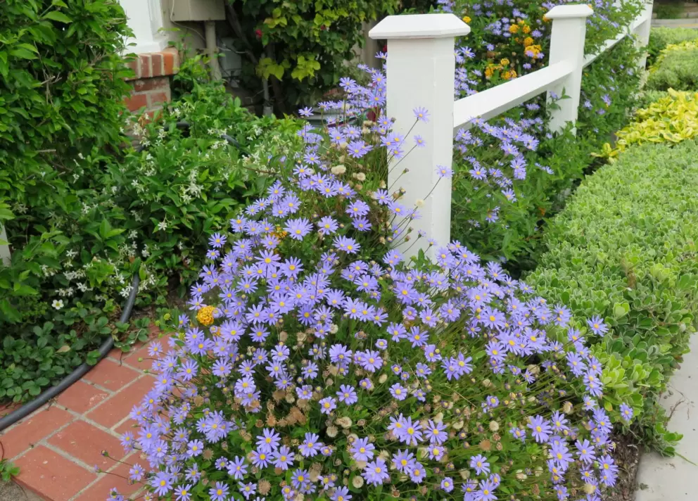 Blue and yellow daisies hugging a white fence. 