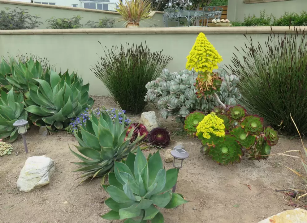Bright desert flowers in a garden nearby. 