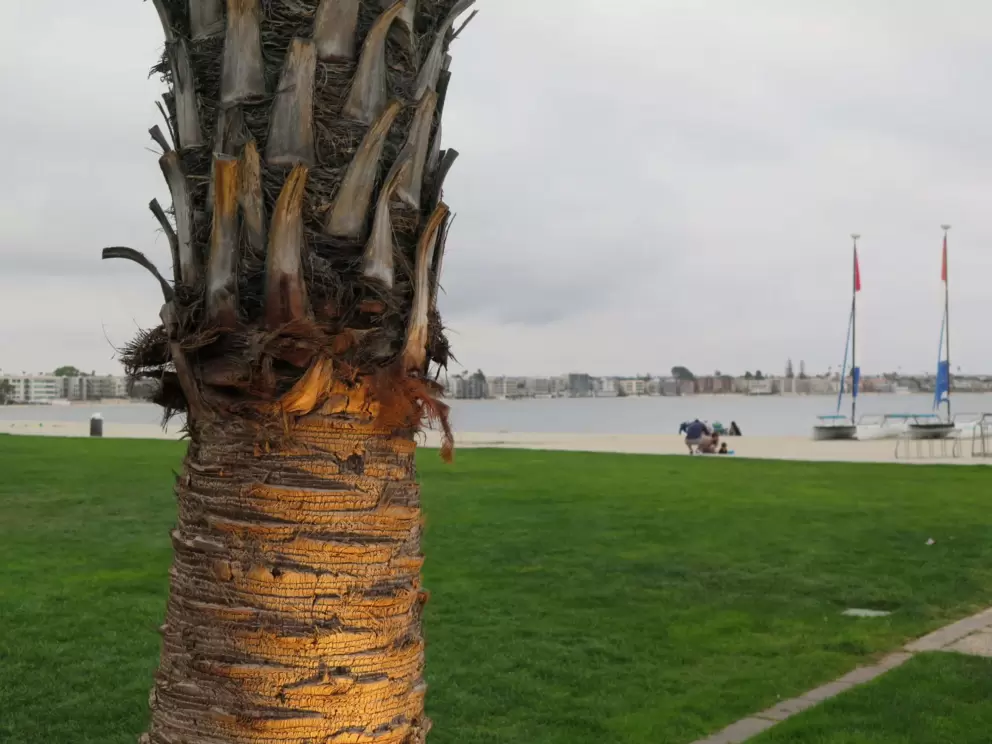 Palm lit at night. 
