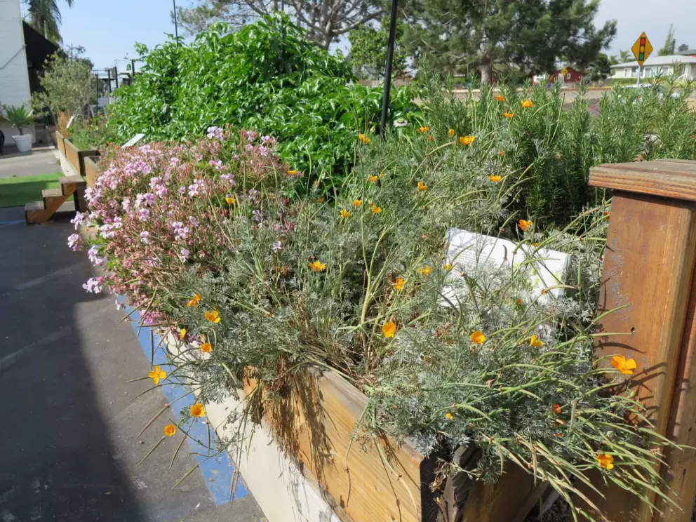 Colorful flower planter.