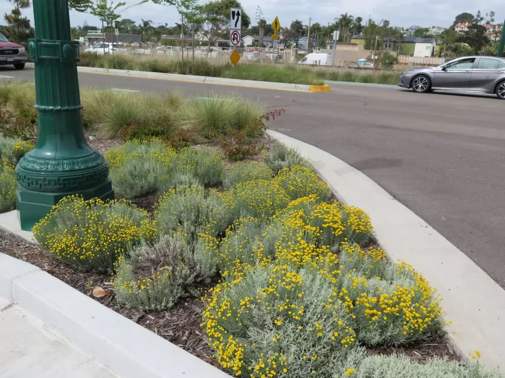 Yellow flowers along Coast Highway 101. 