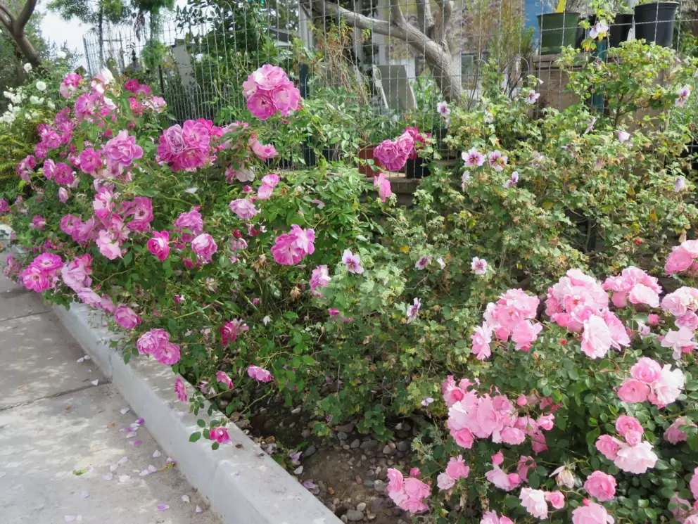 Roses along the sidewalk. 