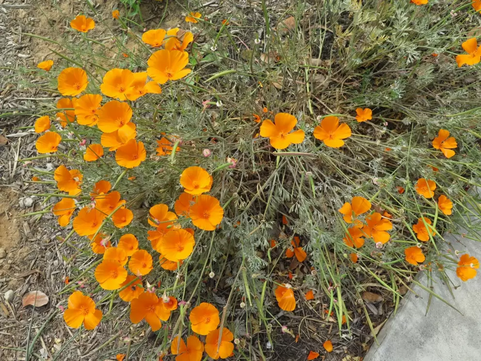 Poppies along the sidewalk. 