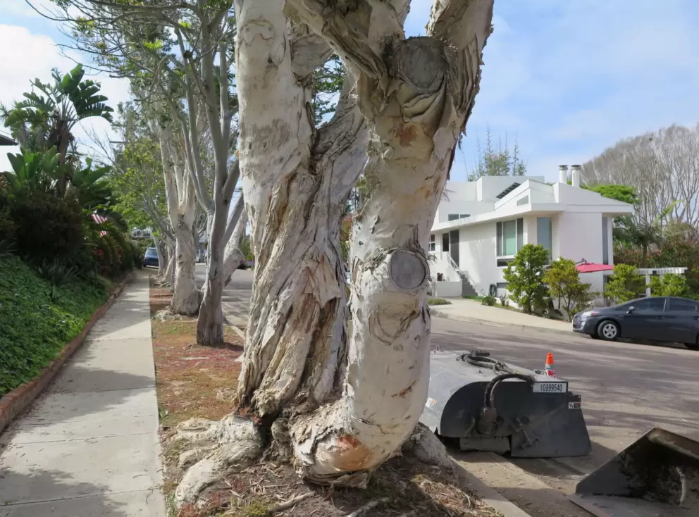 Trees lining the sidewalk on the way to the beach. 