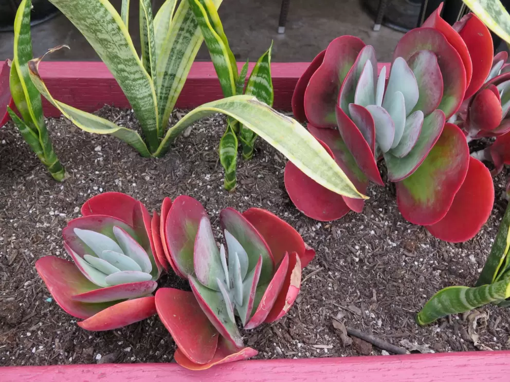 Adorable desert plants. 
