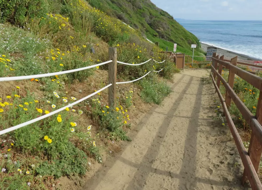 Flowers along the path. 