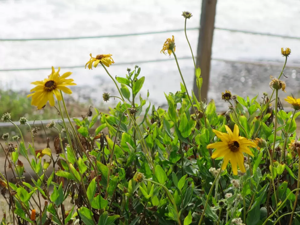 Yellow dune sunflowers. 