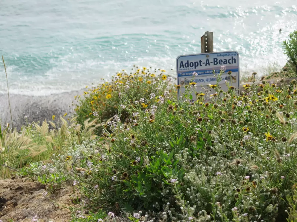 Flowers above the beach. 