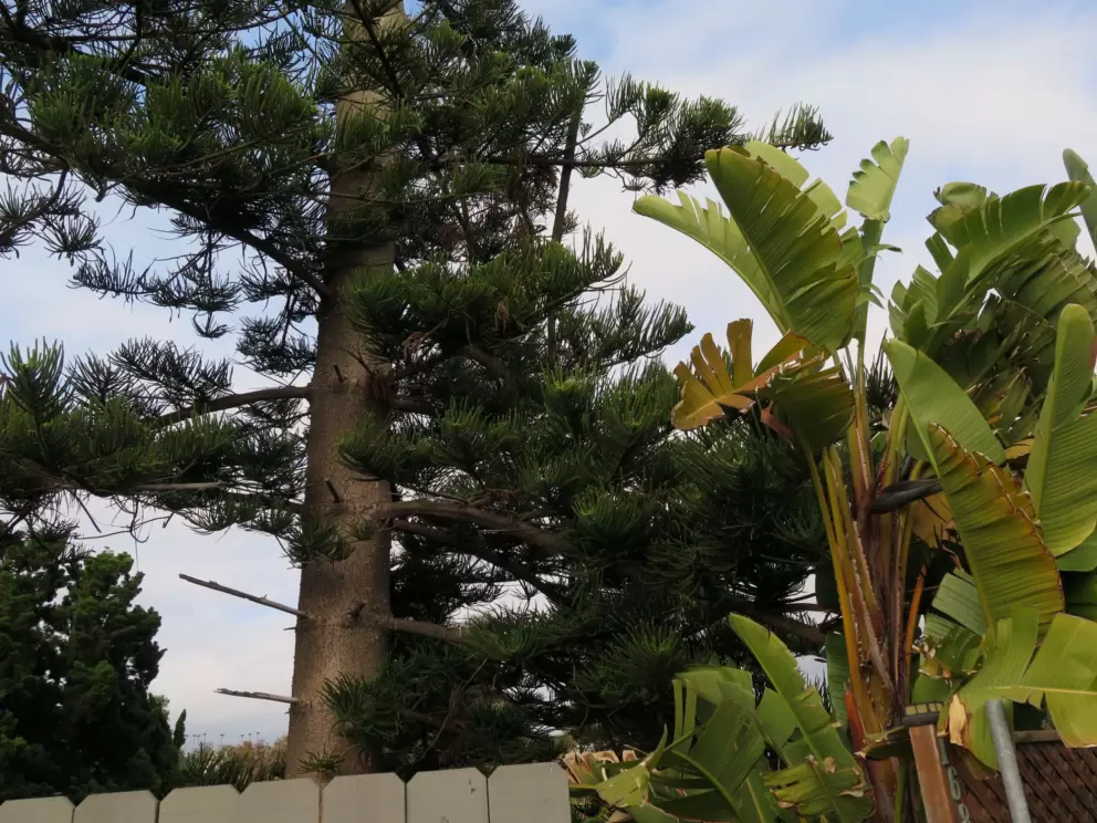Banana tree and Norfolk pine- trees that remind me of Australia!