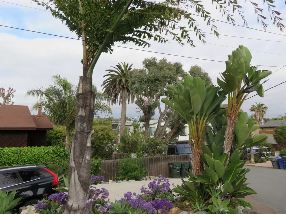 Banana tree, purple flowers, and fishtail palm. 