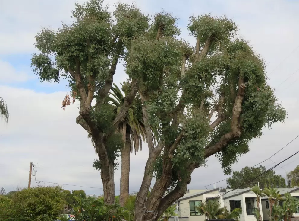 Silver Dollar Gum tree from Australia!