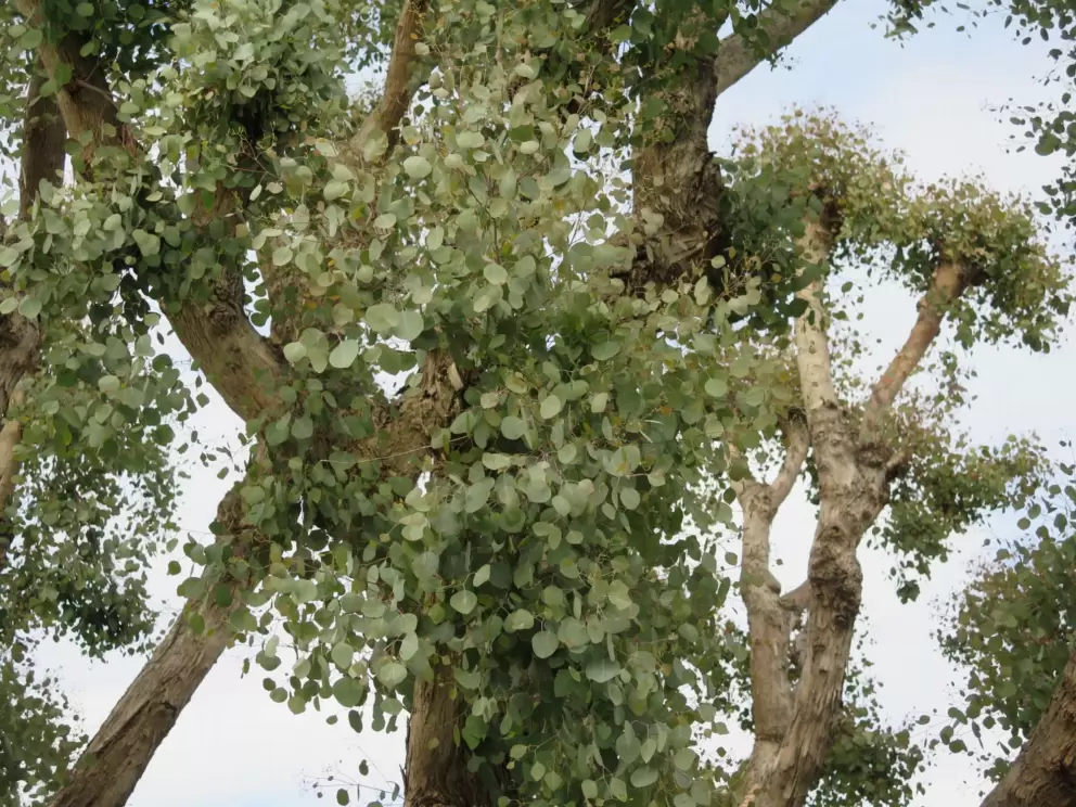 Amazing tree with leaves like little coins- Silver Dollar Gum tree. 