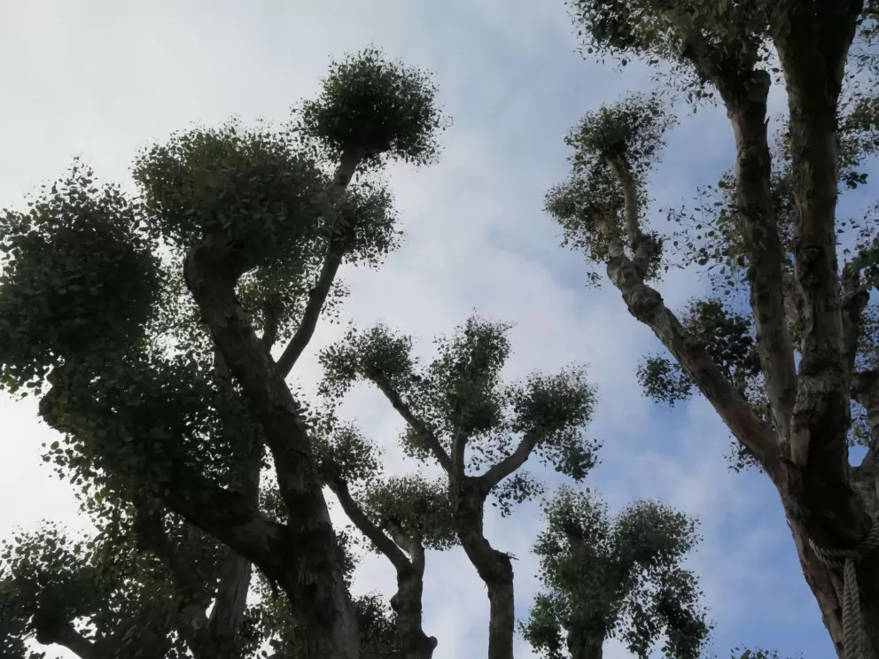 Silhouette of wonderful Silver Dollar Gum trees. 