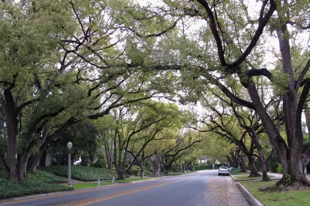 Amazing canopy of trees- a common sight in San Marina and Pasadena.