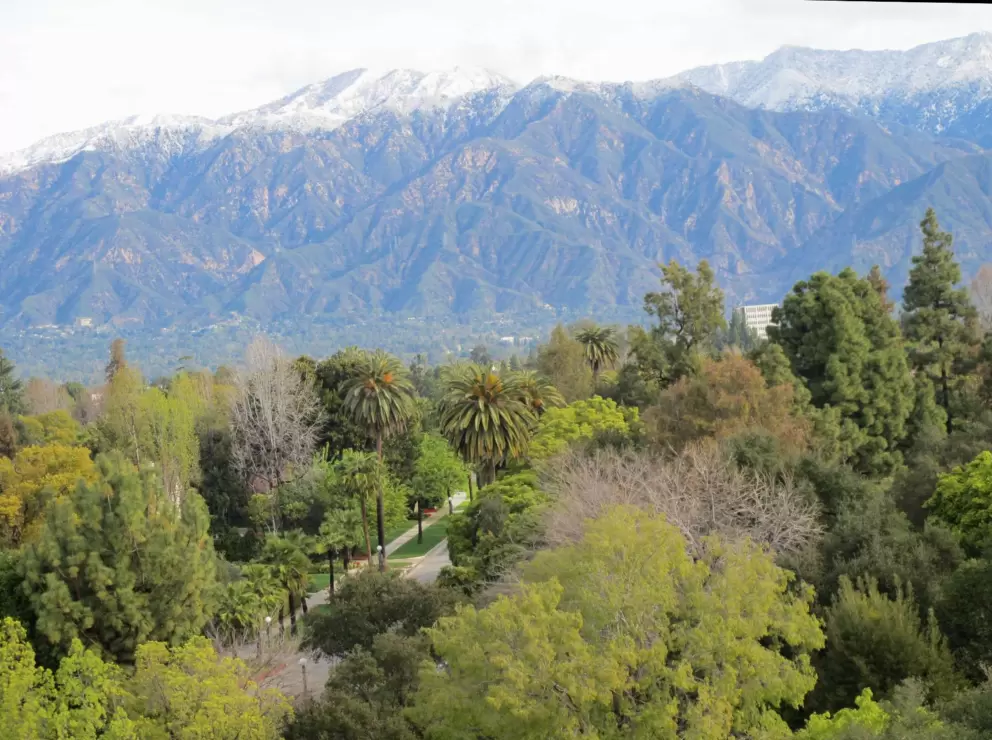 Snow-topped San Gabriel mountains and the tree tops of Pasadena.