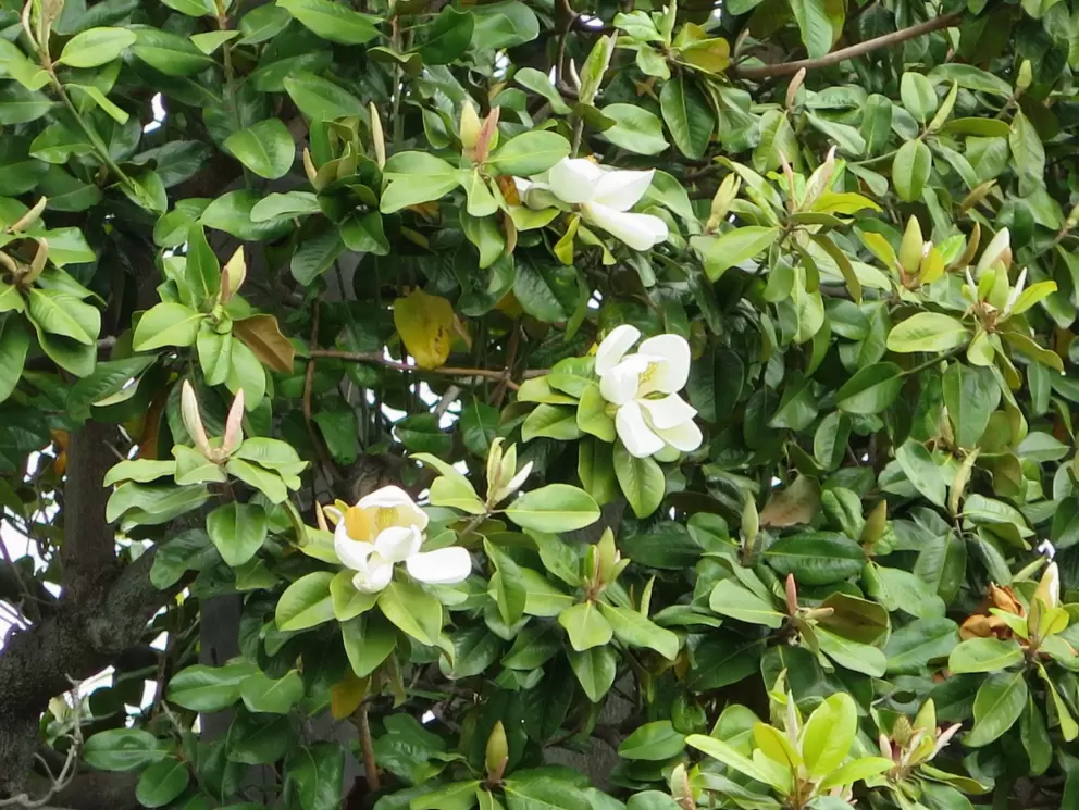 Magnolia blossoms in May. 
