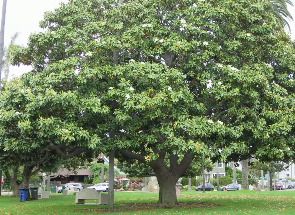 Huge blossoming Magnolia tree in Star Park Circle. 